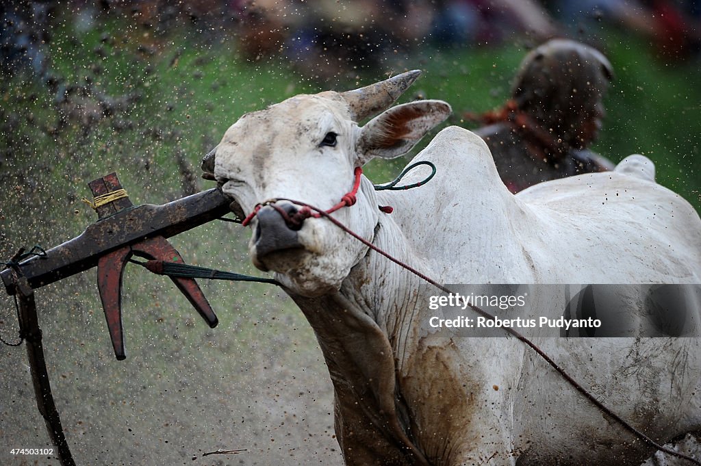 Revellers Gather for Pacu Jawi Traditional Cow Race