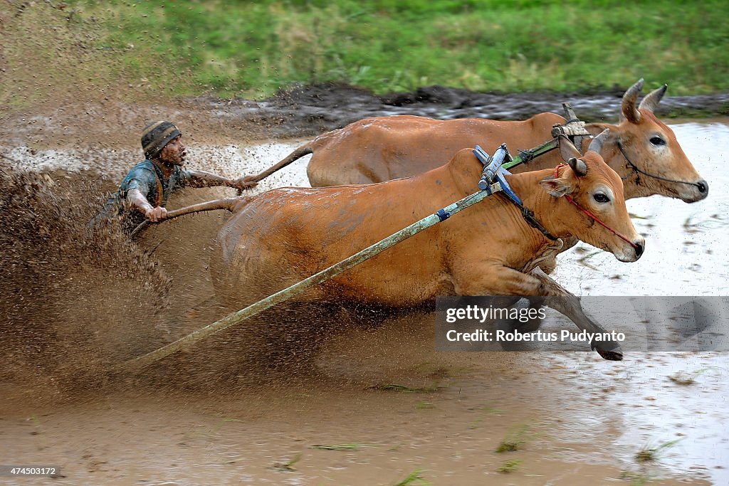 Revellers Gather for Pacu Jawi Traditional Cow Race