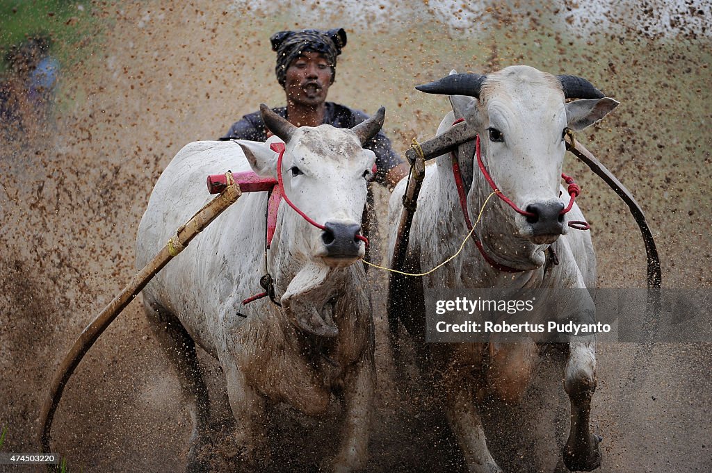 Revellers Gather for Pacu Jawi Traditional Cow Race