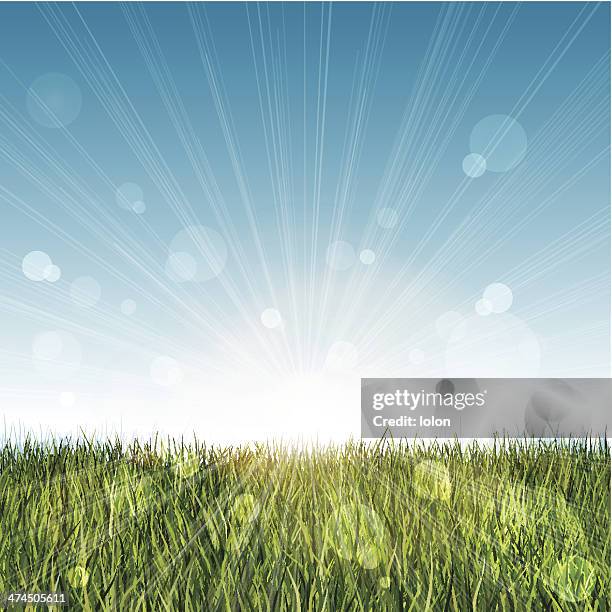 long grass landscape with blue sky and lens flare - timothy grass stock illustrations