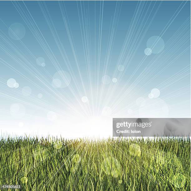 long grass landscape with blue sky and lens flare - timothy grass stock illustrations