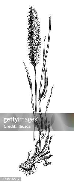 antique illustration of alopecurus pratensis (meadow foxtail) - alopecurus stock illustrations