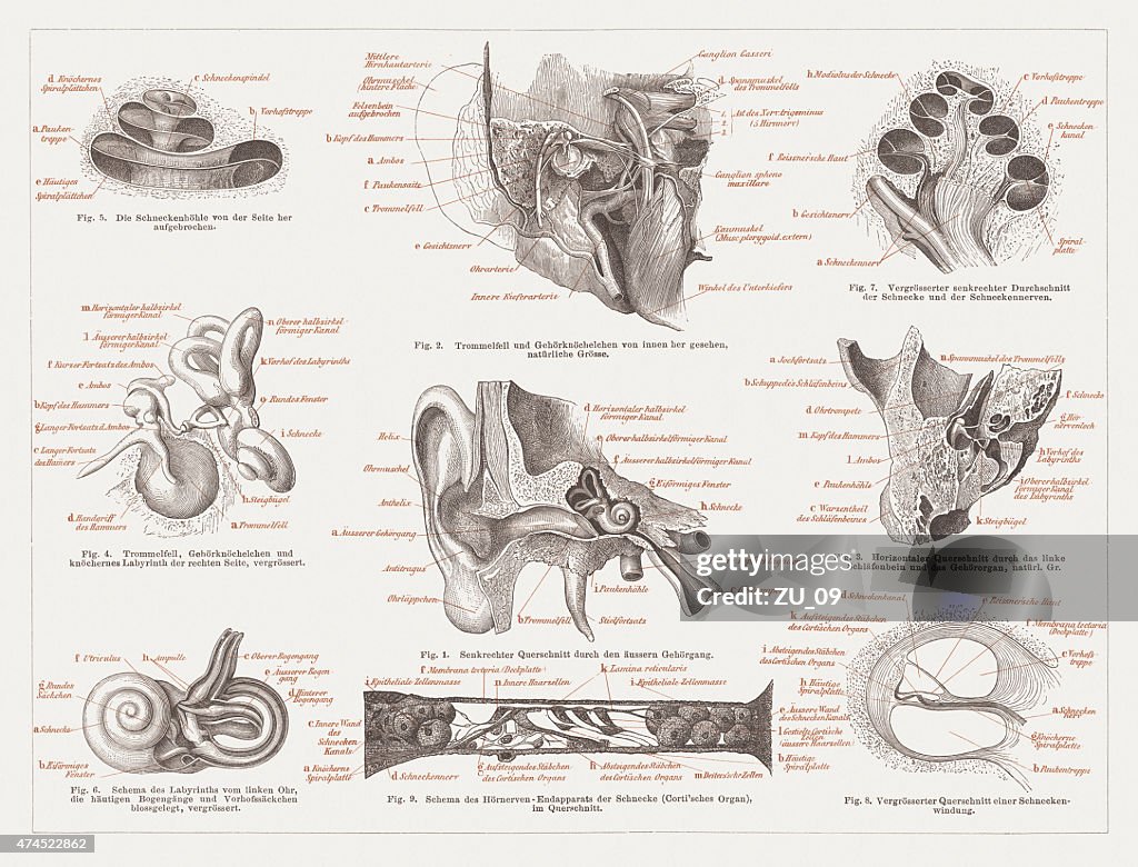 Left Ear Image Anatomy Of The Human Ear Lithograph Published In 1876 High-Res Vector ...