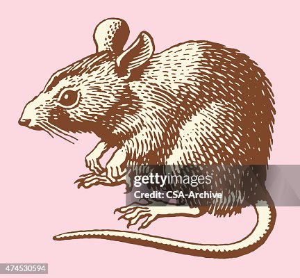 Rat Rat