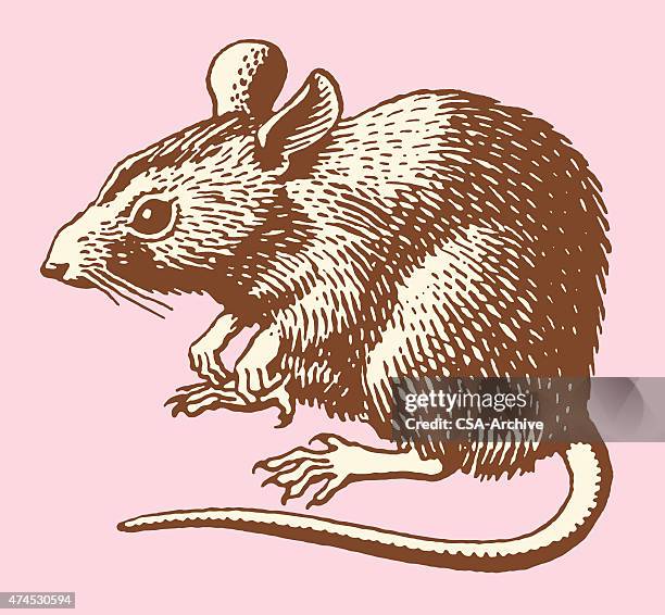 rat - mouse animal stock illustrations