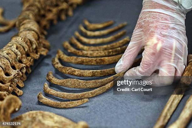 Human Rib Bone Real Osteologi Photos and Premium High Res Pictures - Getty Images