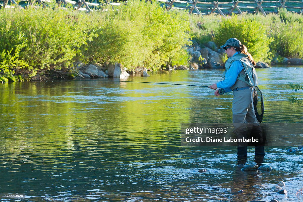 Woman Fly Fishing In A Yellowstone Creek