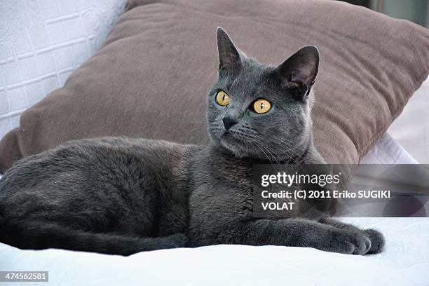 it was her vacation... - chartreux cat stockfoto's en -beelden