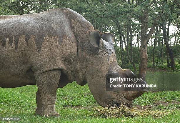 The only remaining male northern-white Rhino on the planet, 'sudan' is seen on May 23, 2015 at the ol-Pejeta sanctuary in Kenya's Mt. Kenya region...