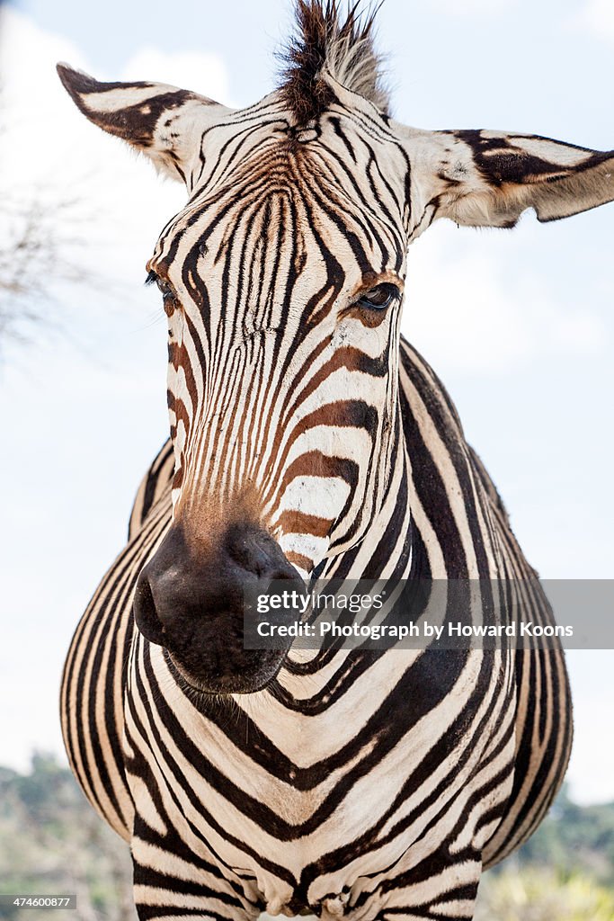 The Face of Stripes