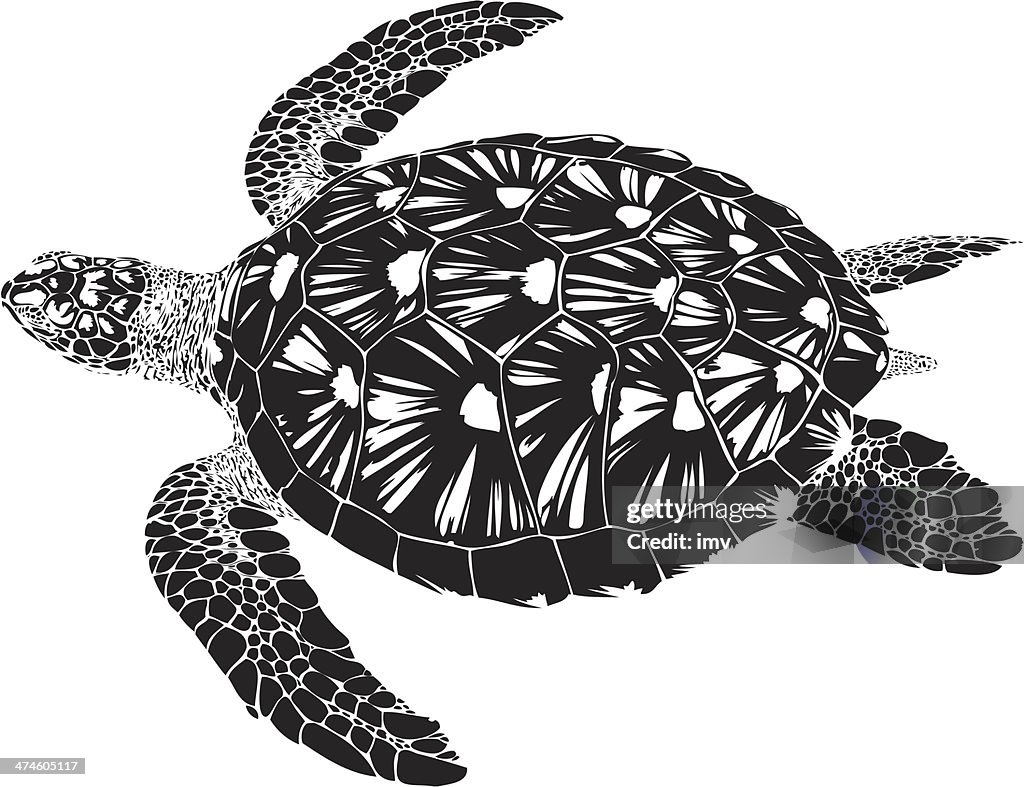 Tartaruga-Verde Nadando B & W