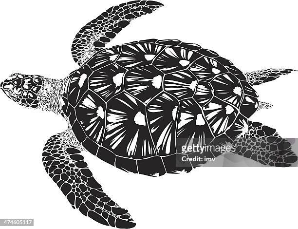ilustrações, clipart, desenhos animados e ícones de tartaruga marinha verde nadando b & w - tartaruga marinha
