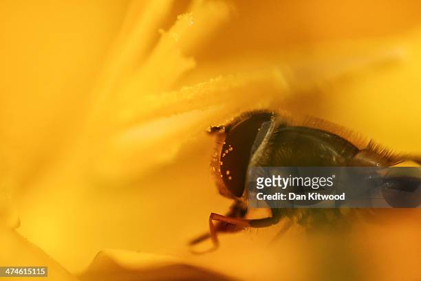 Hoverfly collects pollen from a crocus in Hyde Park as the first signs of Spring begin to show across the United Kingdom on February 24, 2014 in...
