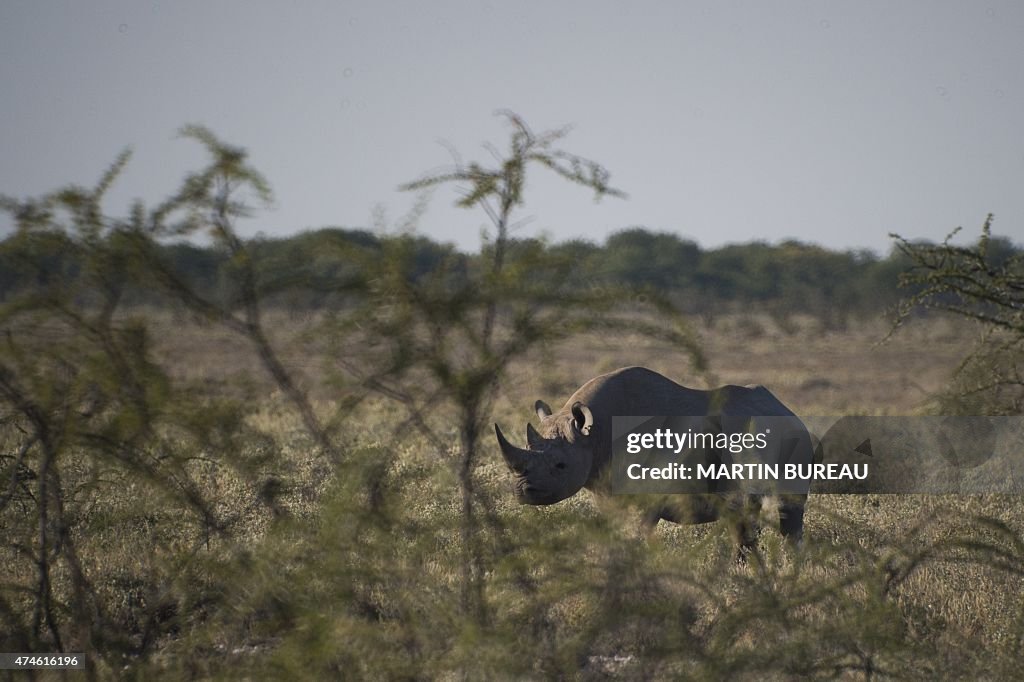 NAMIBIA-WILDLIFE-FEATURE