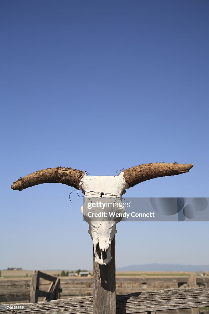 Steer Skull on Ranch