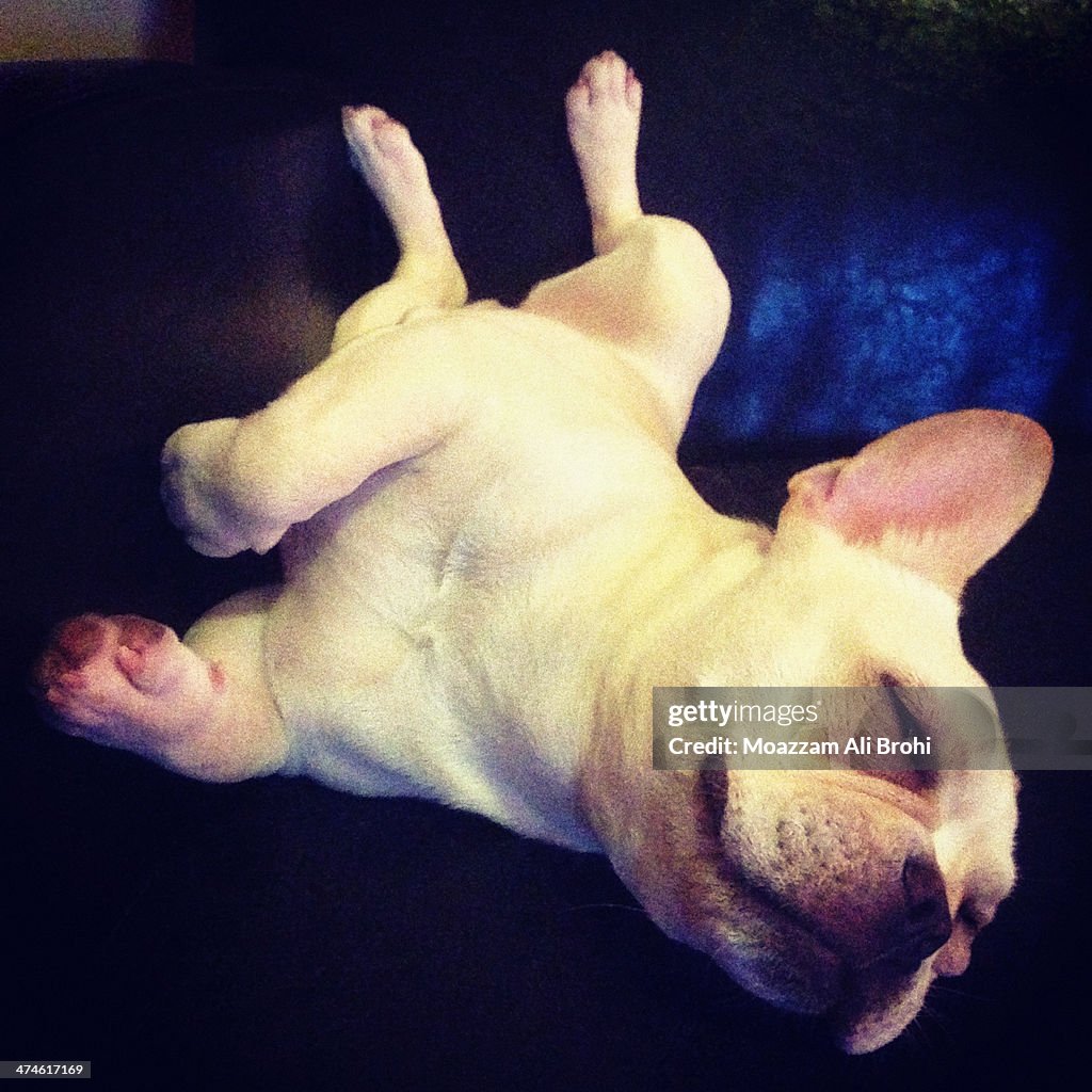 French Bulldog sleeping on the couch