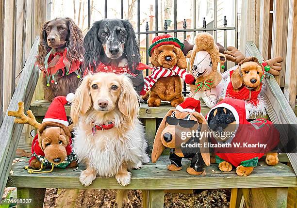 dachshund and dog dolls - dachshund christmas stock pictures, royalty-free photos & images