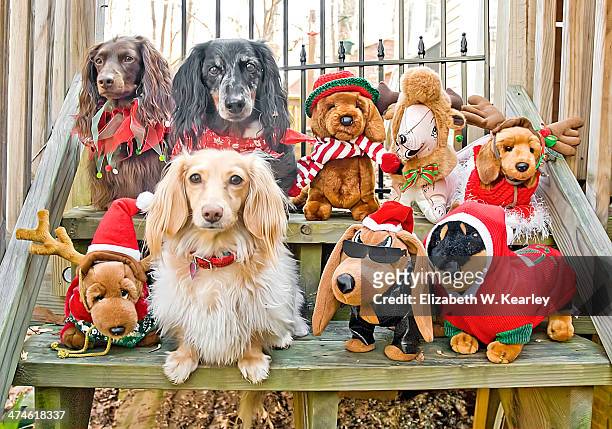 dachshund and dog dolls - dachshund christmas - fotografias e filmes do acervo
