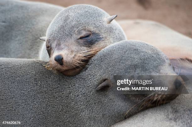 Seals are pictured at the Cape Cross Seal Reserve, on May 12, 2015 along the Skeleton Coast. AFP PHOTO / MARTIN BUREAU