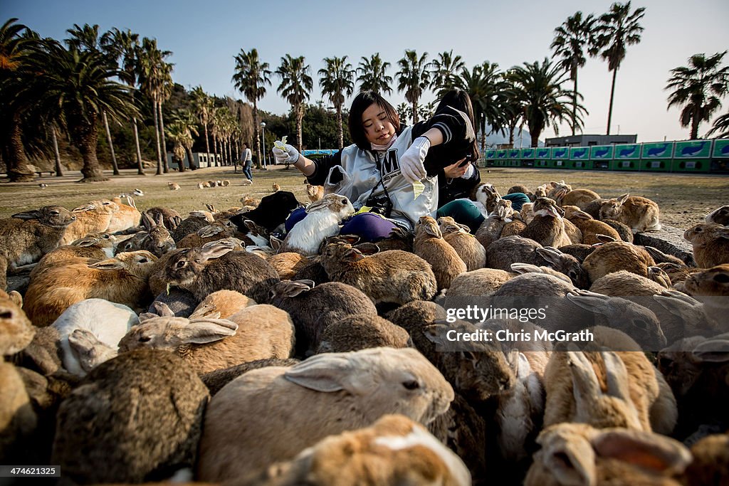 Bunnies Attract Tourists To A Japanese Islet Okunoshima