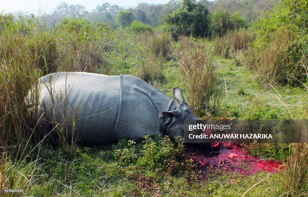 TOPSHOT-INDIA-WILDLIFE-RHINO-POACHING