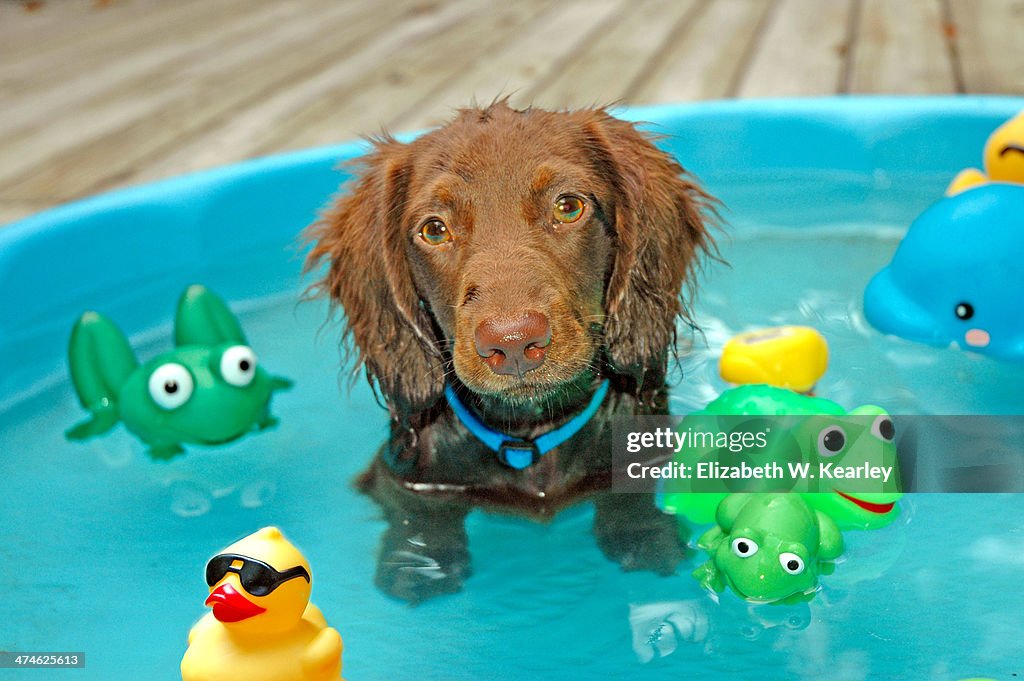 Dachshund puppy in pool