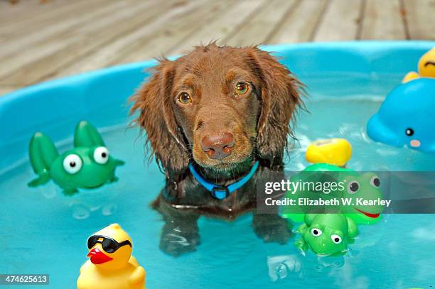 dachshund puppy in pool - paddling pool stock pictures, royalty-free photos & images