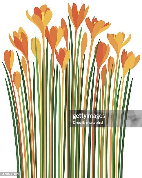 crocuses fire-coloured spring flowers - corolla petals stock illustrations