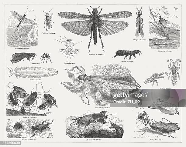 insects, wood engravings, published in 1876 - gryllus campestris stock illustrations