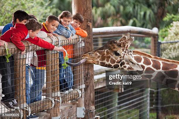 kinder, die fütterung von giraffen im zoo - giraffe stock-fotos und bilder