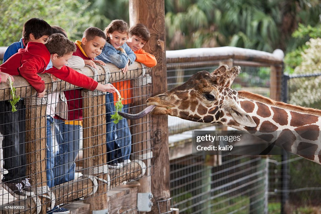 Bambini nello zoo di giraffa per nutrizione