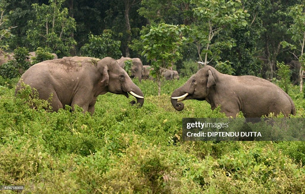 INDIA-ENVIRONMENT-ELEPHANTS