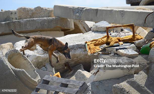 Fairfax County Urban Search and Rescue dog "Etta" searches for a "missing person" in the rubble during training at a facility in Lorton, VA on May...