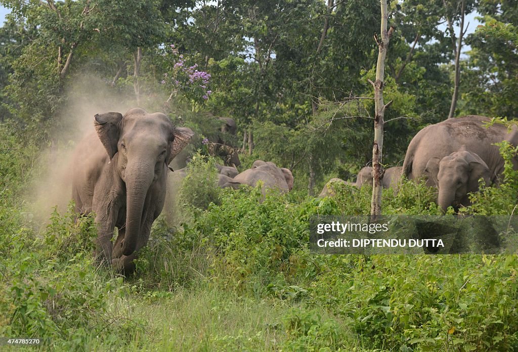 INDIA-ENVIRONMENT-ELEPHANT