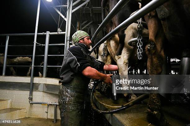 Dairy farmer Leon Doherty milks cows at night at Synlait dairy farm on May 25, 2015 in Christchurch, New Zealand. New Zealand-based dairy producer,...
