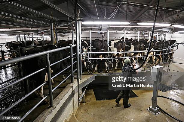 Dairy farmer Leon Doherty hoses out the area after milking cows at night at Synlait dairy farm on May 25, 2015 in Christchurch, New Zealand. New...