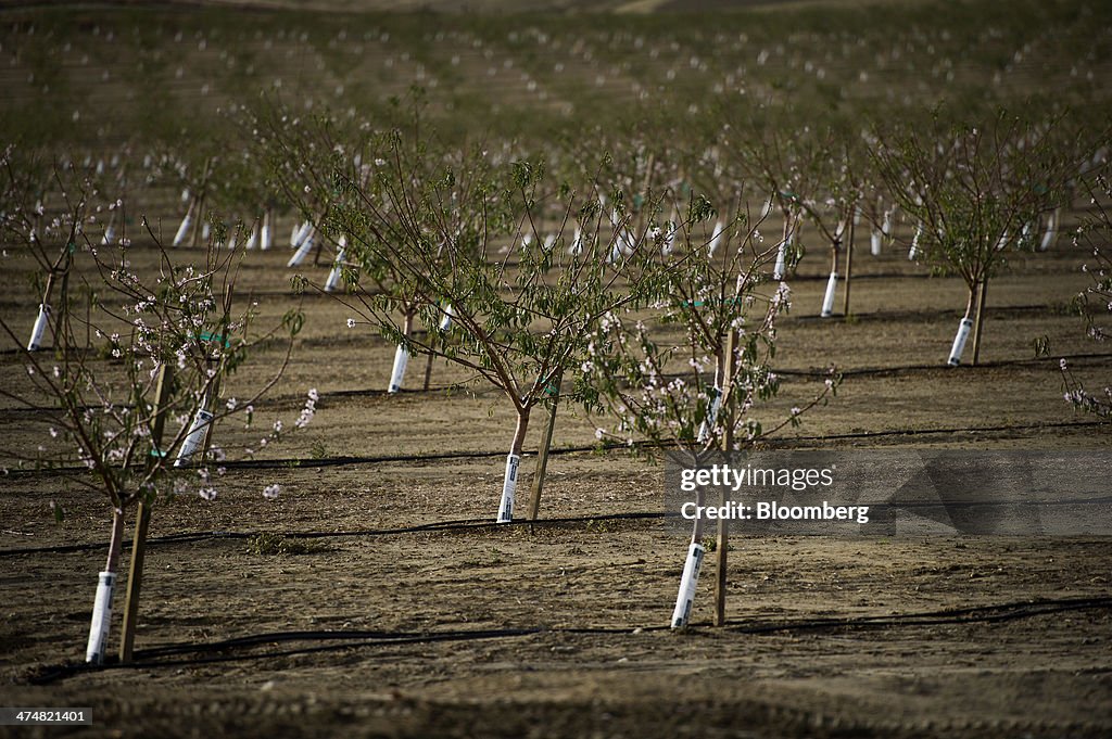 Drought Means No U.S. Water Delivery For California Farmers