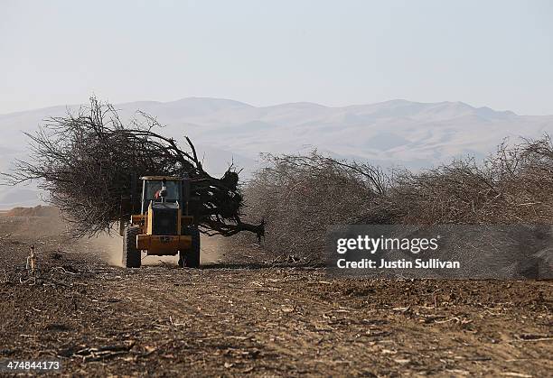 Front loader moves an uprooted almond tree at Baker Farming on February 25, 2014 in Firebaugh, California. Almond farmer Barry Baker of Baker Farming...