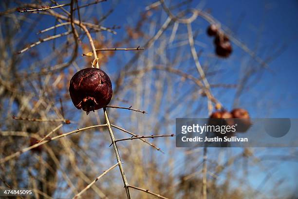 Rotting pomegranates hang from a tree in an orchard on February 25, 2014 in Firebaugh, California. As the California drought continues and farmers...