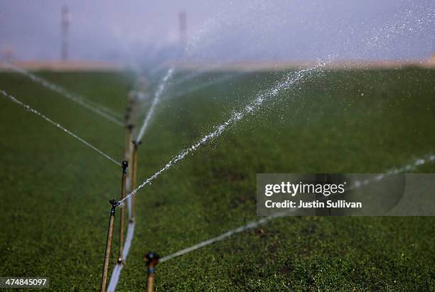 Sprinklers water a field on February 25, 2014 in Firebaugh, California. As the California drought continues and farmers struggle to water their...