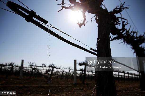 Drip irrigation waters a field of grape vines on February 25, 2014 in Firebaugh, California. As the California drought continues and farmers struggle...