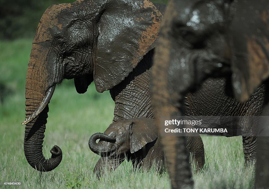 KENYA-NATURE-CONSERVATION-ELEPHANT