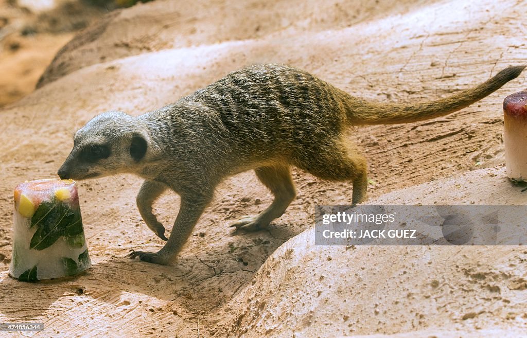 ISRAEL-ZOO-HEAT