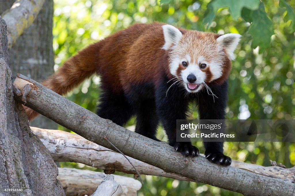 A red panda puppy at Zoom Torino. There are two red panda...