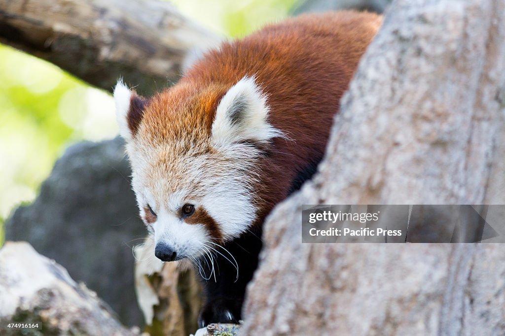 A red panda puppy at Zoom Torino. There are two red panda...