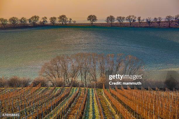 vineyard in the winter - moravia stock pictures, royalty-free photos & images