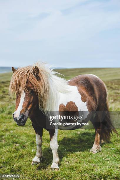 authentic shetland pony - ponies stock-fotos und bilder