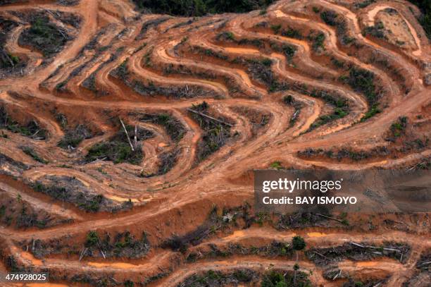 This photograph taken on February 24, 2014 during an aerial survey mission by Greenpeace at North Barito district in Central Kalimantan province on...