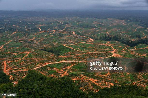 This photograph taken on February 24, 2014 during an aerial survey mission by Greenpeace at North Barito district in Central Kalimantan province on...