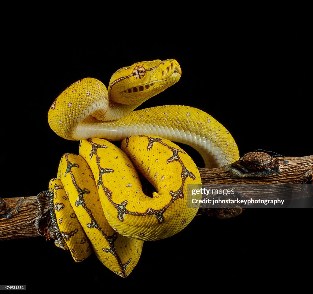 Green Tree Python ready to strike